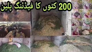 200 Katto ka Feeding Plan | Katta Farming Feed Schedule | Katta Farming | katta Farming in Pakistan