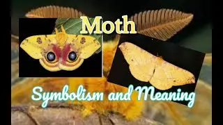 Moth Symbolism and Meaning