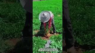Harvesting Peanuts Manually by Hand in the Field #smartfarming #gardeningtips