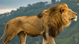 The single Lioness episode 10 lion/toy/series/animal/role-playing 
