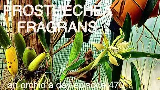 AN ORCHID A DAY EPISODE 470  ORCHID SPOTLIGHT: PROSTHECHEA FRAGRANS #encycliafragrans