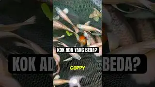 Kok beda sendiri? Beda dari Full Gold guppy biasa