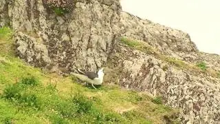 Seagull eating a rabbit on The Skelligs