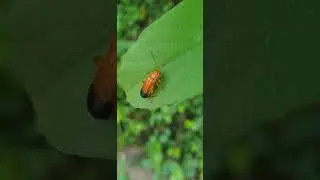 Red soldier beetle #Shorts