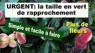 URGENT La taille en vert de rapprochement du p&ecirc;cher, valable pour tous les arbres fruitiers