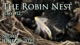 LIVE: Baby Robins Sleeping 🐣 So Peaceful! | Robin Nest Cam Day 12 (Vertical View)