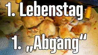 Hühner Küken 1. Lebenstag. Schlüpft da noch ein Marans-Küken?