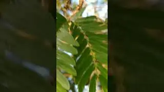 Caliandra-Rosa/(Calliandra surinamensis) Benth.[Leitura na Descri&ccedil;&atilde;o]#plantas