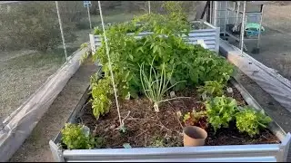 Desert Homestead 2026: Garden Growth & Family Holiday Recap