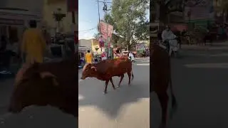 Encuentros con 🐒🐫🐄🐘 viajando en moto por Rajasthan 🇮🇳