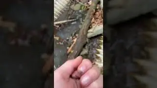 Day 1 of raising baby salamanders