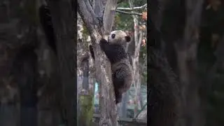 Dirty baby panda is climbing a tree #panda #cute #lovely #adorable #climb