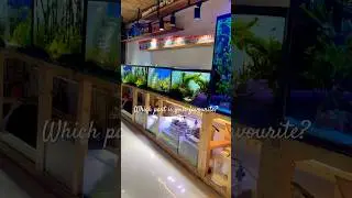 Best Aquarium shop in Pune