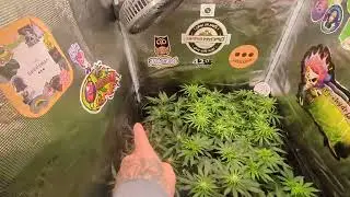 Episode #26 @MarsHydro_official-2x2 setup fc1500evo light - fc4000evo light/ @420_fastbuds.official 