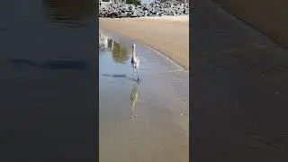 Why is this bird stalking me?