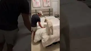 My puppy finally gets to sleep on the bed! #dogsofyoutube #dogs #dog #puppy #goldenretriever