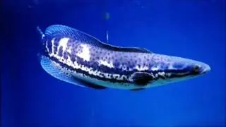 25 macam jenis ikan gabus didunia!
