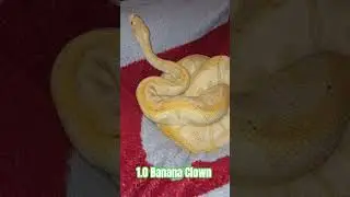 1.0 Banana Clown #banana #clown #ballpython #pets #oliver #twist #viral #shorts #shortsvideo #snake