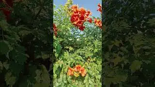 Campsis radicans, trompeta trepadora