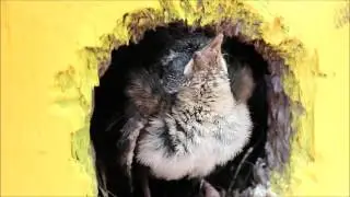 Bird.