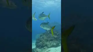 A very fishy dive at Ironshore Gardens