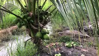 Dừa xiêm lục - Tuyển trái dừa