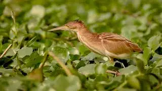 Yellow Bittern