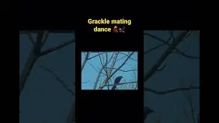 Grackle mating dance💃🦅