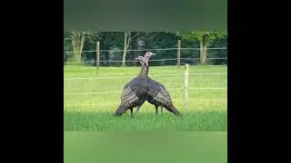 Turkey bird in north America