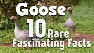 10 Rare and Fascinating Facts About Geese You Never Knew!