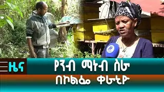 የንብ ማነብ ስራ በኮልፌ ቀራኒዮ