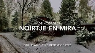 Hondeleven - Nieuwjaarskaart 2025 - 2026