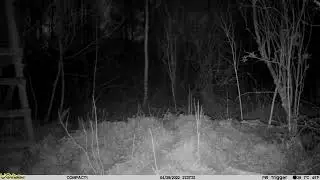 UOVision Compact LTE/4G 20mp Cloud. Badger food seeking at the evening.  Date: 2022-04-29