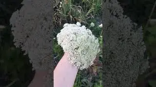 Специи с грядки #огород #дача  #морковь #морковныйцвет #огород