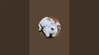 Dinesh Kumar Jaiswal  is live!