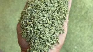 Amara Khetar ni Variyali