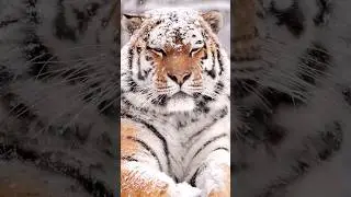 All big cats in one frame😈 #shorts #youtubeshorts #wildlife #wildanimals #lion #trending #viral