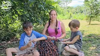 Собирайте плоды майо: пошаговая подготовка и свежий сок из джунглей #JungleLife #MajoHarvest #Off...