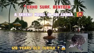 A Serene Hotel In Sri Lanka (Ekho Surf Hotel, Bentota) 🏨 || 120 years old Turtle 😲 || Turtle Beach
