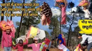 पहाड़ों में इतना ज्यादा ठंडा जंगलों से आग सेकने के लिए लाए चीड़ के पेड़ का फल 🤗🥰 जंगल जाना #phadi 
