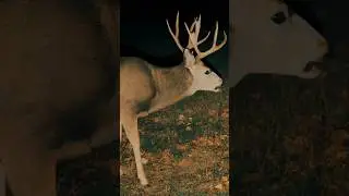 Seeing this every day really makes a difference #hunting #muledeer #rockymountain #outdoors