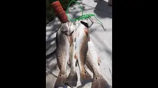 ALMOST GOT TWO SOLID LIMITS-FISHBANDITSQUAD-CORPUS FISHING-PHILLIP'S TACKLE CO-(EPIC SERIES)