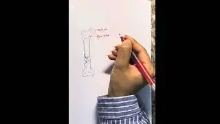 كيف نرسم المظهر  الخارجي للعظم ؟ 