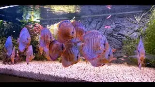 Amazing Discus Collection and Set Up by Fred Galizzi. 4K Video