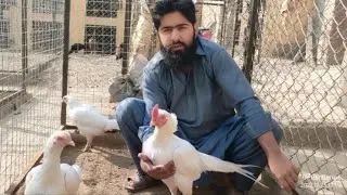 Aaj Shoq ka maza Ajaye ga aap ko || Ahmad Aseel Farm vlogs 