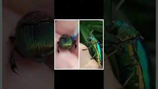 Most Beautiful Insect In The World | Jewel Beetle Vs Rainbow Scarab