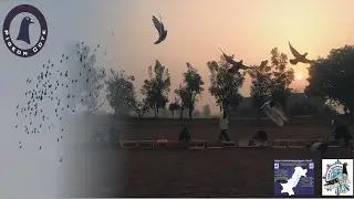 Rahim Yar Khan Racing Pigeon Club | 4th Race 400GPS | Faisalabad to Rahim Yar Kahn