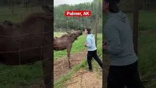 Feeding Reindeer in Palmer, AK #adventure #alaska #reindeer #pettingzoo #vacation #palmer #travel