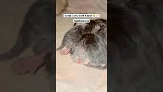 Fluffy Roohi&rsquo;s Persian baby cats you&rsquo;ll fall in love with 💕#shorts #persiancat