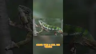 Chameleon: Nature's Master of Disguise